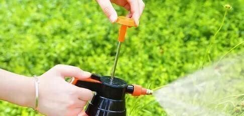 病虫害|家里花草长了白粉虱怎么办不用喷药,3招就消灭光,花儿长得旺