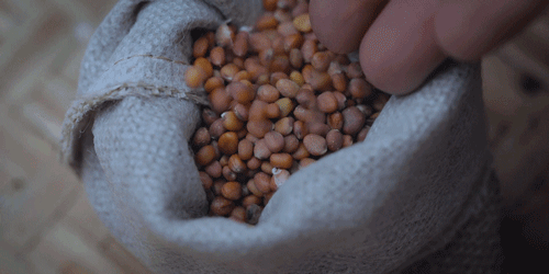 一物一生，吃完萝卜，一生系列就停在这里了吧