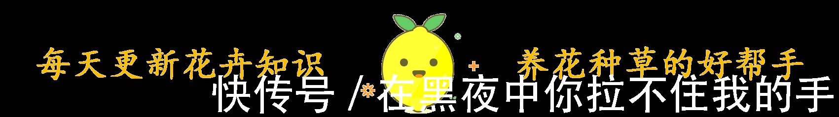 一种养花万能土,满足花卉生长需求,透气透水不烂根