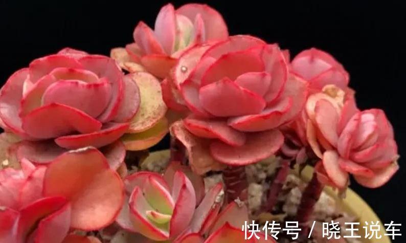 多肉秀妍不爆侧芽怎么办，掌握4个方法，轻轻松松养爆盆