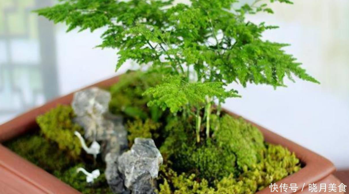 黄叶|家养文竹出现黄叶现象,做好几件事,盆栽变老桩