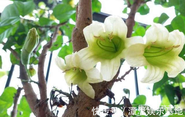 浇水|5种“旺财花”,建议客厅养一盆,净化空气,格调高雅上档次