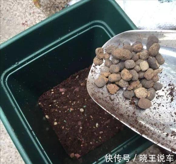 小芽|冬天虎皮兰,正在“虚弱期”,注意3个要点,小芽一个接一个