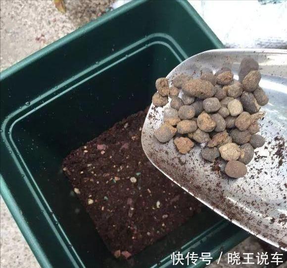 小芽|冬天虎皮兰，正在“虚弱期”，注意3个要点，小芽一个接一个