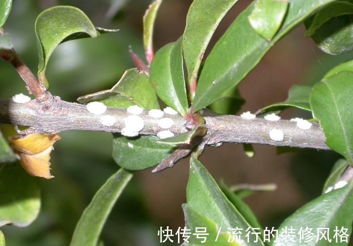 肥皂块|怎么消灭蚧壳虫？用这几种办法，既不会伤害花草又省钱高效