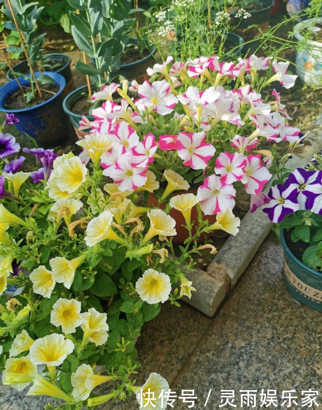 70岁老妈,一天也闲不住,院子里种满了花!