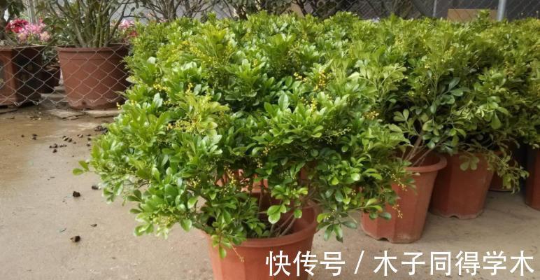花友们|这4点打理好，阳台盆栽米兰，小小黄花一年四季挂满枝头