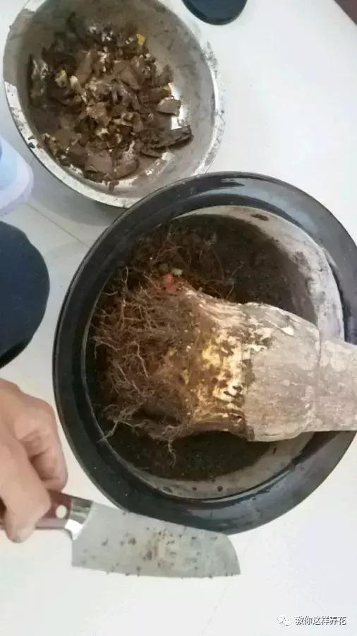 换盆不修根,等于白换,再怎么换也不好使!