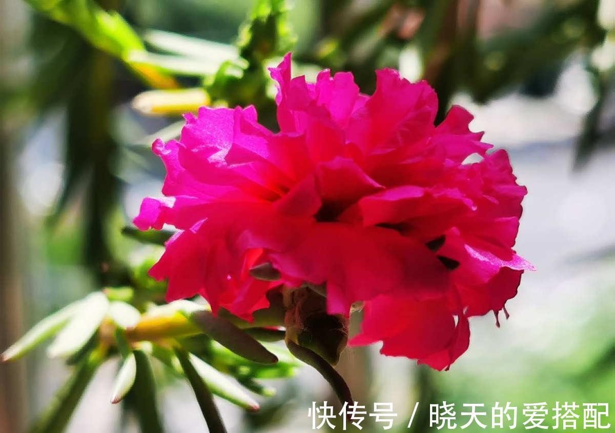 桂花|养4种植物堪称“投资”,养得越久,价值翻好几倍