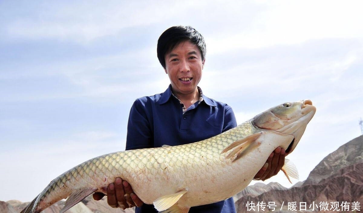 饵料|用什么饵料钓草鱼最有效？草鱼喜欢什么味道？钓草鱼的用饵技巧