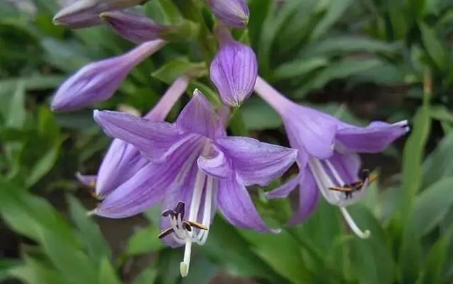史上最耐阴的花,越阴凉越长得旺,绿萝虎皮兰靠边站