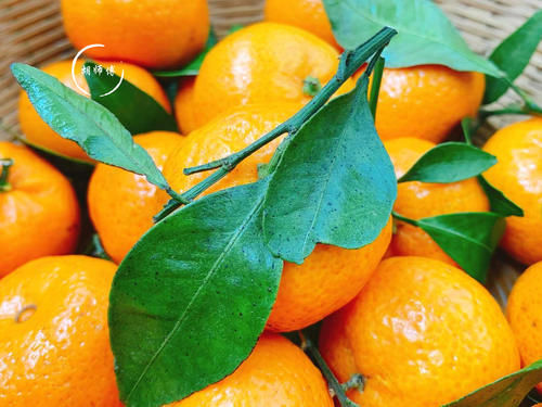 砂糖|吃橘子时,到底是“上火”还是“降火”?如果不懂,那就尴尬了