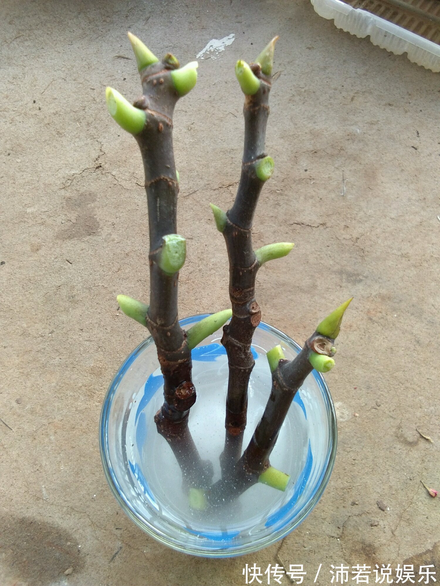 无花果水培繁殖难生根教你一招10天生根的方法,试过的都说好