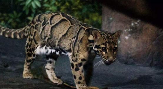 事情 最担心的事情还是发生了！地球警告：保护环境迫在眉睫