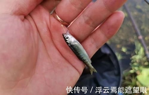 野钓钓鱼,如何避开小鱼闹窝?这几个技巧,有效减少小鱼闹窝