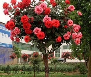 太阳花|贵州一大妈的院子可真美，几十种花开出花海，犹如仙境令人羡慕