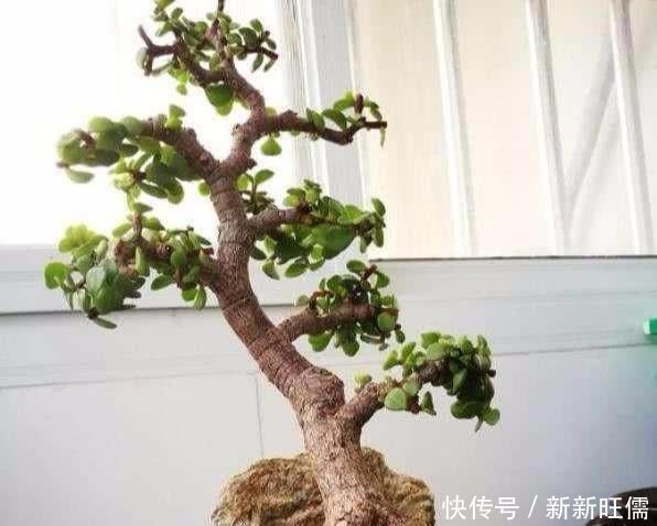 金枝玉叶做盆景这么养,大盆,肥水常伺候,个子蹭蹭长