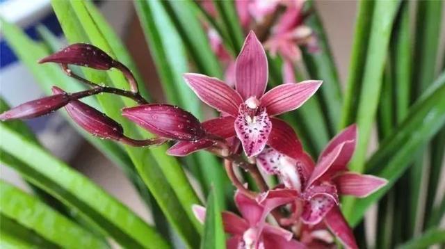 石斛兰|最全的兰花大鉴赏,看看你都见过几种兰花!