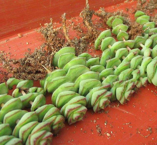 多肉钱串子,换盆有技巧,避开“死亡季”,“小铜钱”越长越多