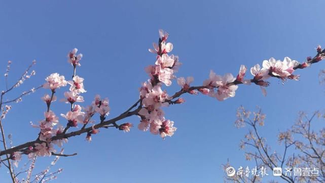 老年|美翻了！济南千佛山桃花朵朵开，满园春色惹人爱