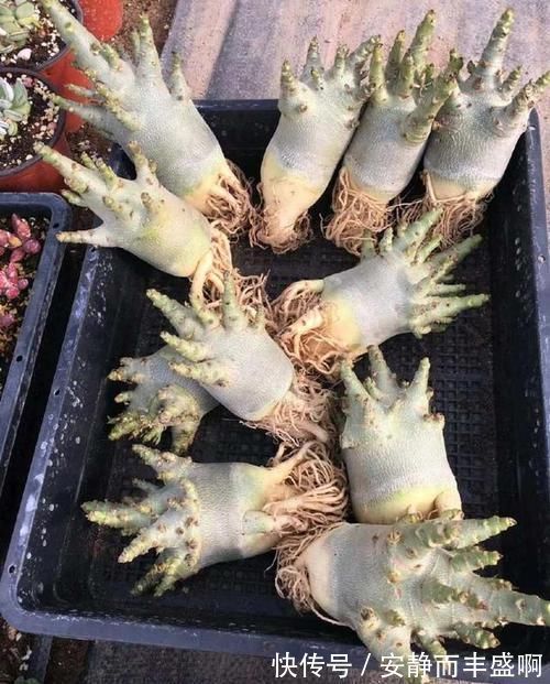 沙漠玫瑰|超好养活的花，美丽不输牡丹，花期300天，抗高温抗干旱！