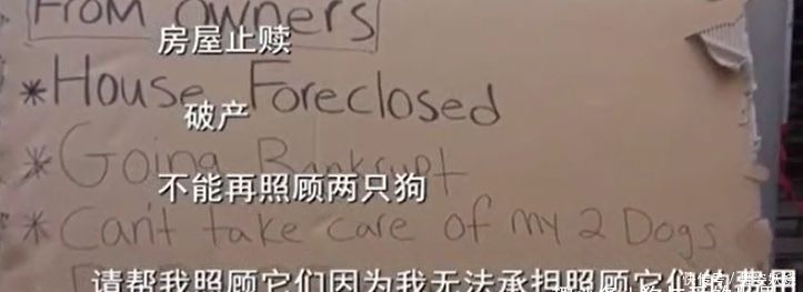 狗狗|用哈士奇做“弃养实验”，最后的结局大家都哭了