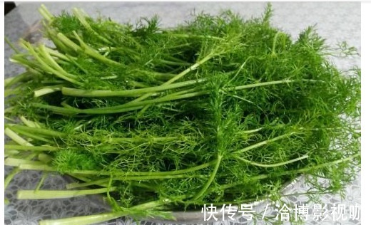 保护眼睛|常用此菜包饺子吃,健脾益胃、保护眼睛、降血压、治感冒