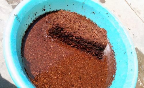 新人花友：养花怎么选土，预防土壤板结？加它们！