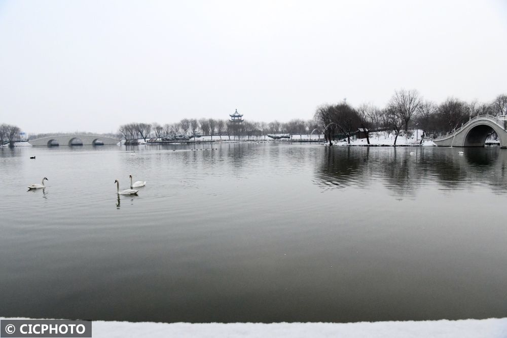 广平|河北广平：雪后天鹅湖美景如画