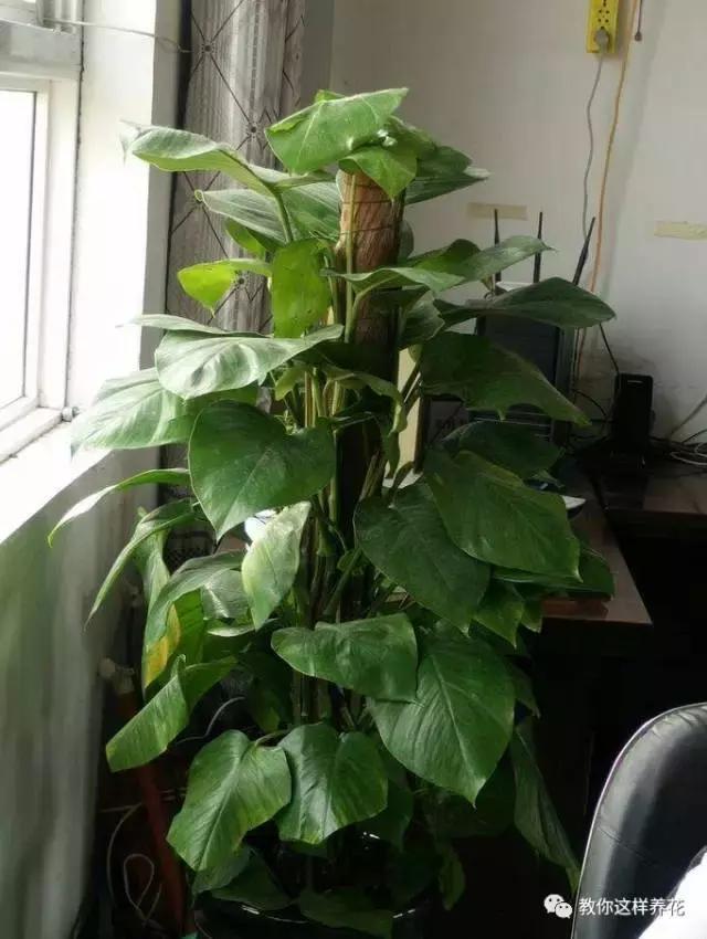 养花|养花要注意3种风,不能乱吹,新手不可不知!
