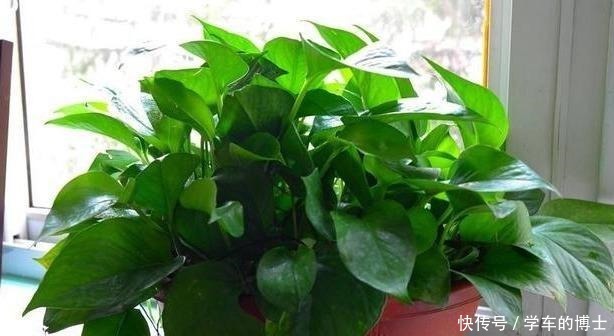 养绿萝也有“小技巧”,学会这3招,黄叶无处逃,轻松变成绿瀑布!