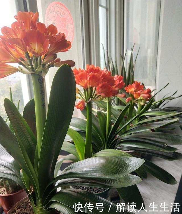 君子兰难养谨记这4点,轻松养出好状态!
