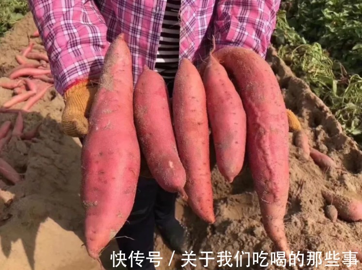 品种|中国哪里的红薯最好吃？认准这3个品种买，软糯香甜，细腻无纤维