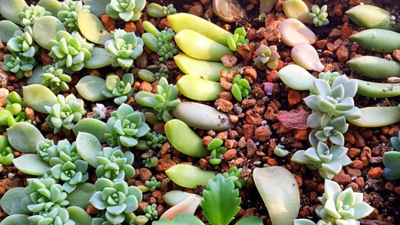 多肉叶|多肉叶插育苗：从摘叶子到出苗，这些小细节都该多注意