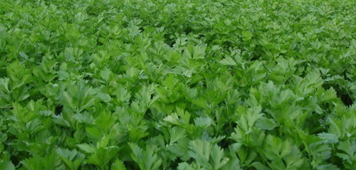 肉丝|此物全身都是宝，特别是叶子，拿来泡水喝，助睡眠，清理血管毒素