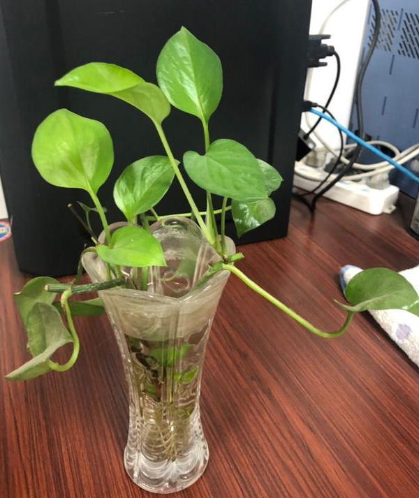 办公室水培绿萝,如何养护到位迎合5点小要求,茎叶四季常青