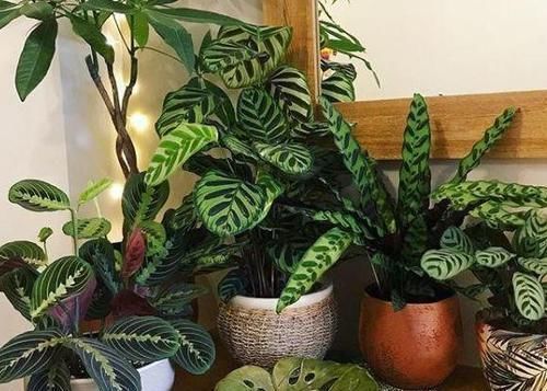 矾根|彩叶草、矾根、竹芋叶子像花一样美，家里养一盆，超漂亮