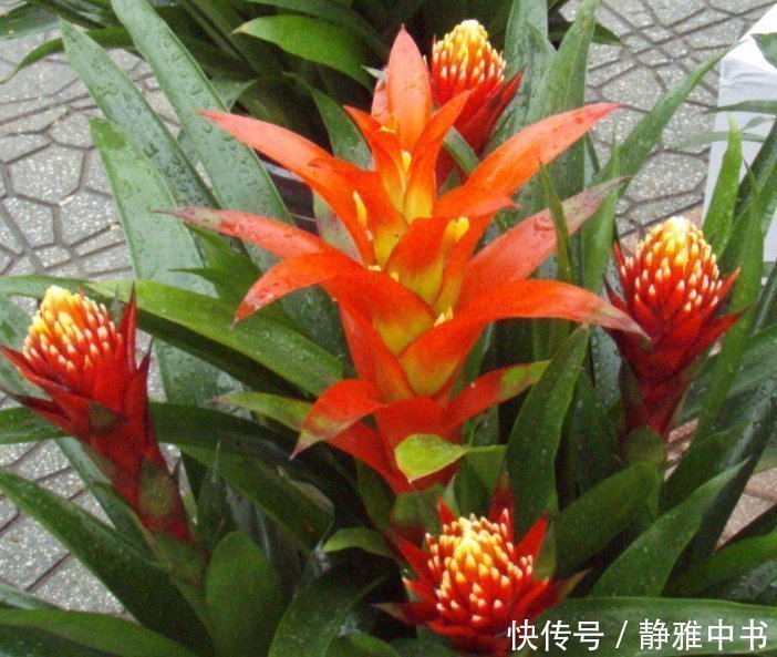 财源|名字带“财气”的4种花卉，有钱人养家里都养一盆，寓意财源滚滚