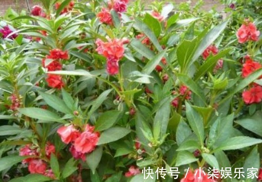 活血通经|农村无人问津的野花,泡酒喝能祛风除湿,活血通经,早看早知道