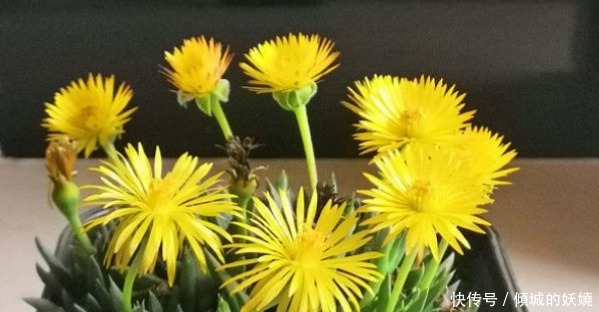 喜欢养花,不如养盆花中精品,花朵明亮而金黄,美不胜收