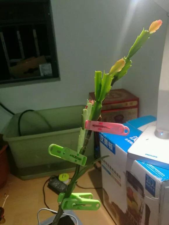 蟹爪兰|蟹爪兰与2种植物“天生一对”,嫁接6层塔,一次开花200朵