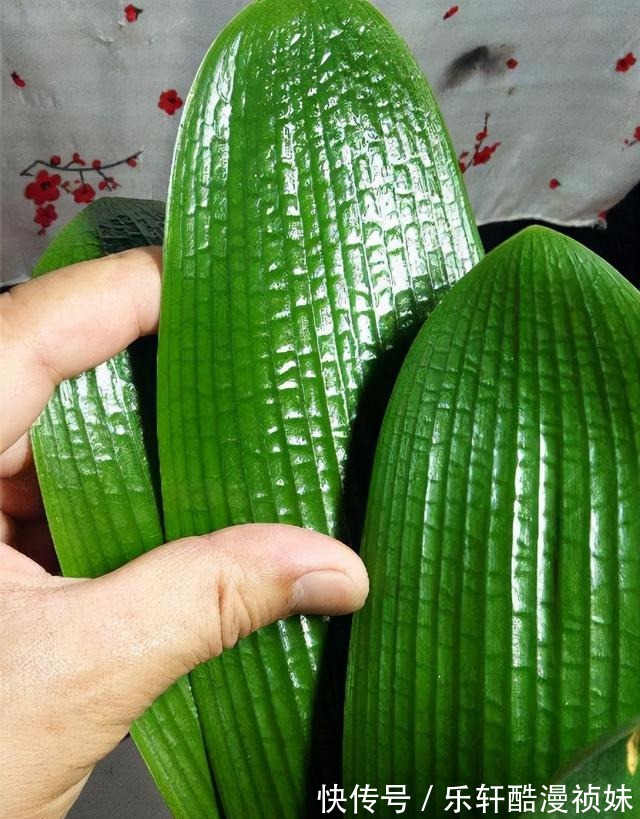 8种“洋气花”,天冷别喷水,不然黄叶、掉花苞,越养越难看