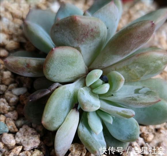 叶斑病|养花必备的杀菌剂,到底怎么用?多菌灵只是“初级”,黄叶不管用