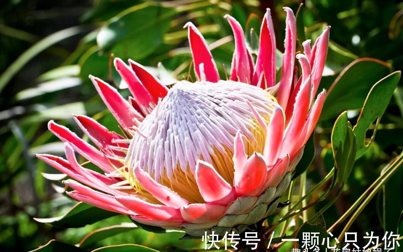 宝莲灯|8种价格昂贵的花卉,一盆好几百,有钱了一定要买一盆来养