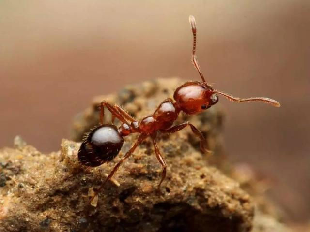 上游新闻|注意！看见这种虫一定要远离，它可能致命！