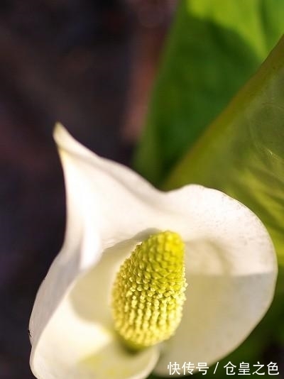 桃花|未来25天偶遇正桃花,碰见正良缘的,令人羡慕