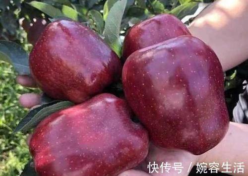 苹果|热水泡红苹果,竟出现苹果“冒血”现象?为什么营养师说大胆吃