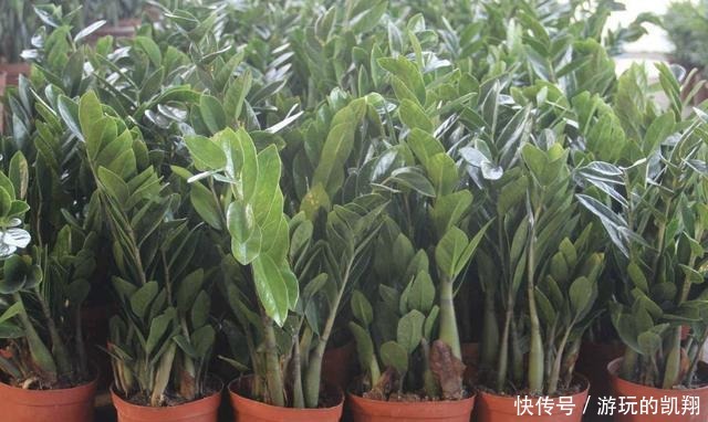 变高|客厅养护“金钱树”,2个方法学好了,16天冒新芽,植株变高!