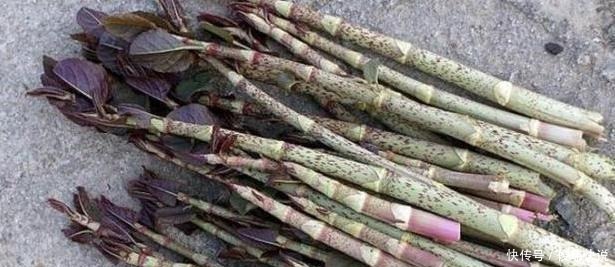 种野味|不识货的人当杂草除掉 如今将要没了