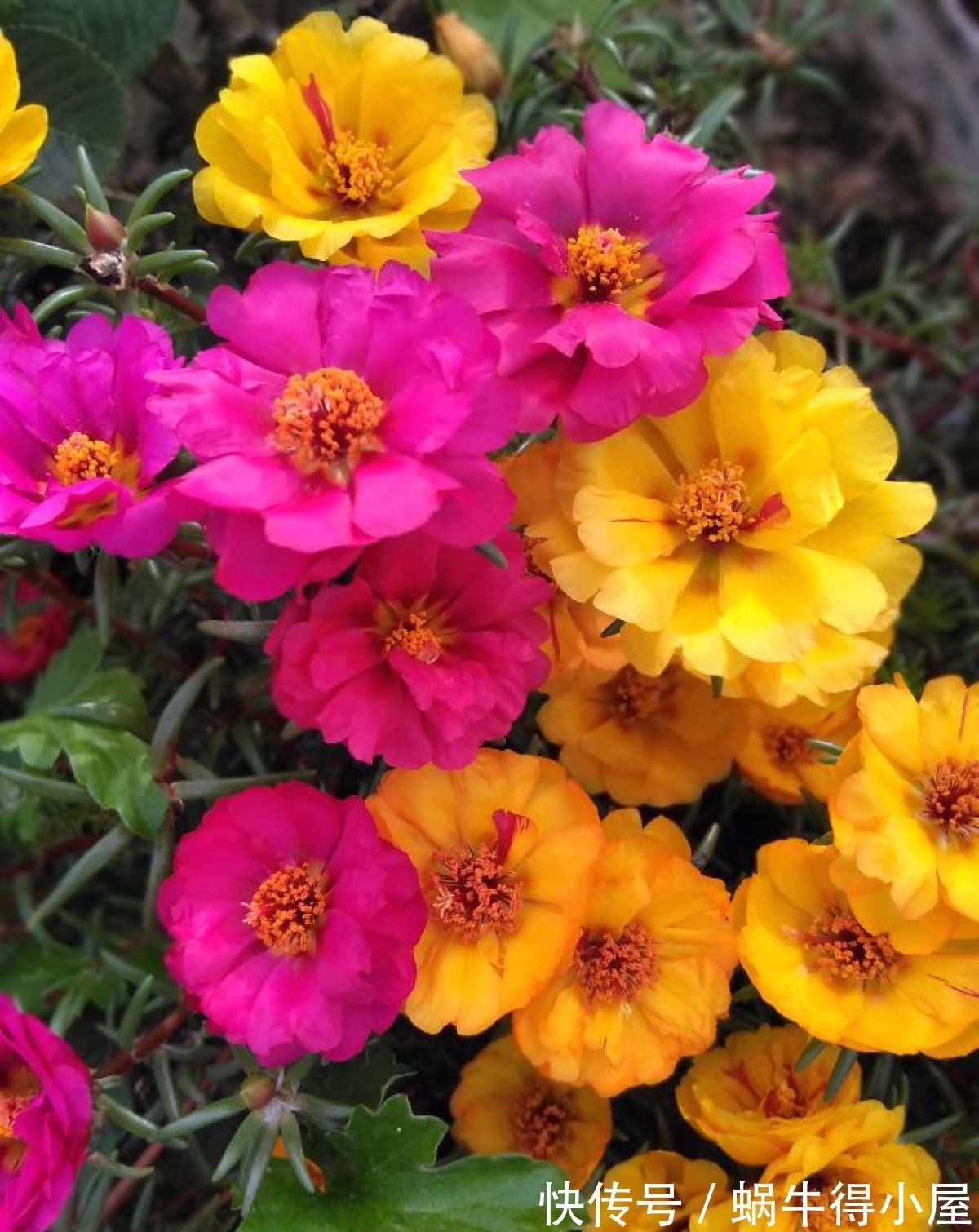 卧室|室内养花不能贪多，养得太多对身体不好，适量最重要